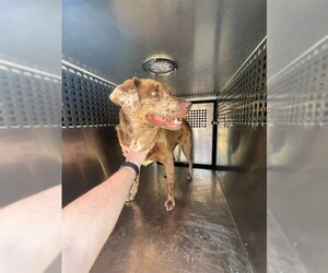 Catahoula Leopard Dog-Unknown Mix Dogs for adoption in Oklahoma City, OK, USA