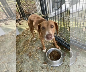Labrador Retriever-Unknown Mix Dogs for adoption in Minneapolis, MN, USA