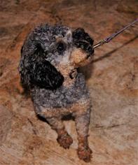 Poodle (Toy) Dogs for adoption in St. Cloud, MN, USA