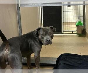 American Pit Bull Terrier Dogs for adoption in Martinez, CA, USA
