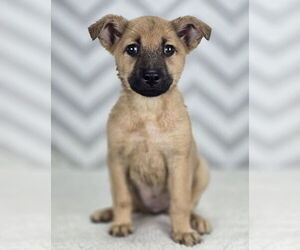 Shepradors Dogs for adoption in Lakewood, CO, USA