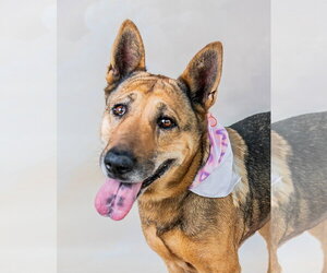 German Shepherd Dog-Unknown Mix Dogs for adoption in Pasadena, CA, USA