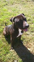 Mastiff-Unknown Mix Dogs for adoption in Land O Lakes, FL, USA