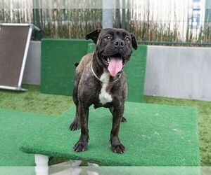 Boxer-Chinese Shar-Pei Mix Dogs for adoption in Pasadena, CA, USA