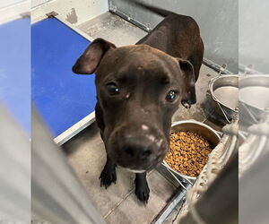 Labrador Retriever-Unknown Mix Dogs for adoption in Tavares, FL, USA