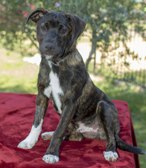 Plott Hound-Unknown Mix Dogs for adoption in Santa Fe, TX, USA