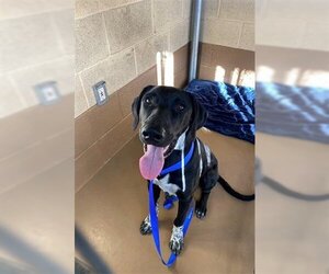 Labrador Retriever-Unknown Mix Dogs for adoption in Chula Vista, CA, USA