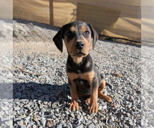 Mutt Dogs for adoption in Vail, AZ, USA
