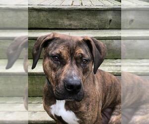 Catahoula Leopard Dog-Mountain Cur Mix Dogs for adoption in Seahurst, WA, USA