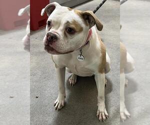 American Bulldog-Unknown Mix Dogs for adoption in Forestville, MD, USA