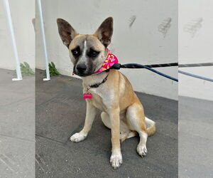 Basenji-Unknown Mix Dogs for adoption in Newport Beach, CA, USA