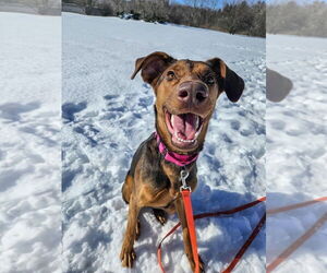 Doberman Pinscher-Unknown Mix Dogs for adoption in Gloversville, NY, USA