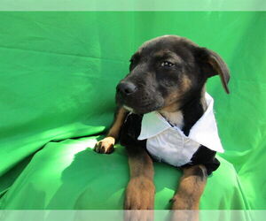 Cocker Spaniel-Unknown Mix Dogs for adoption in San Diego, CA, USA