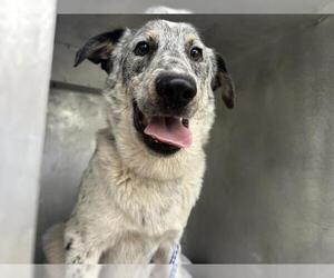 Australian Cattle Dog-Unknown Mix Dogs for adoption in San Martin, CA, USA