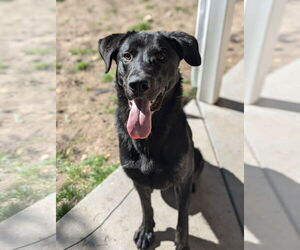 Labrador Retriever-Unknown Mix Dogs for adoption in Sandy, UT, USA