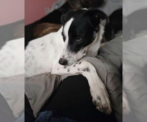 American Staffordshire Terrier-Border Collie Mix Dogs for adoption in Princeton, MN, USA