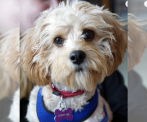 Cavapoo Dogs for adoption in Crystal , MN, USA