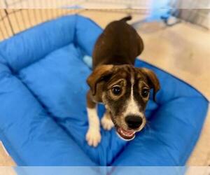 German Shepherd Dog-Redbone Coonhound Mix Dogs for adoption in Santa Rosa, CA, USA