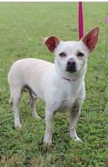 Medium Photo #19 Chihuahua-Unknown Mix Puppy For Sale in Von Ormy, TX, USA