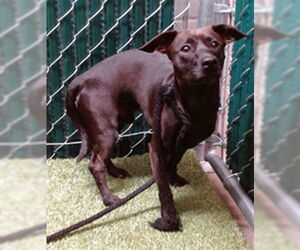 Mutt Dogs for adoption in Downey, CA, USA