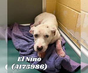 American Pit Bull Terrier Dogs for adoption in Tulsa, OK, USA