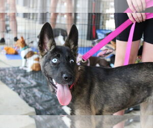 Mutt Dogs for adoption in Holly Springs, NC, USA