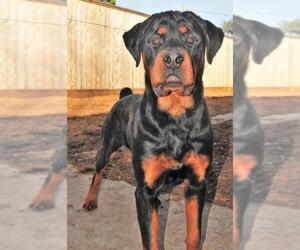 Medium Photo #1 Rottweiler Puppy For Sale in Houston, TX, USA