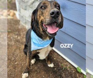 Plott Hound-Treeing Walker Coonhound Mix Dogs for adoption in Maryville, TN, USA