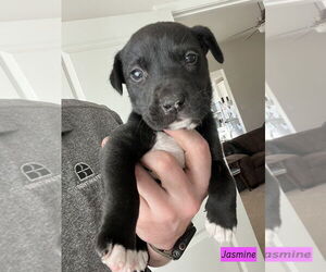 American Pit Bull Terrier-Labrador Retriever Mix Dogs for adoption in Brewster, NY, USA