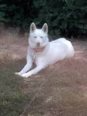 Alaskan Husky Dogs for adoption in Chester, IL, USA