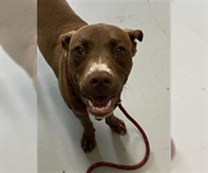 American Pit Bull Terrier Dogs for adoption in Corpus Christi, TX, USA