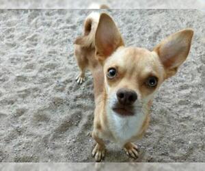 Chihuahua Dogs for adoption in Golden Valley, AZ, USA