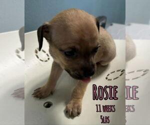 Mutt Dogs for adoption in Woodbury, NY, USA