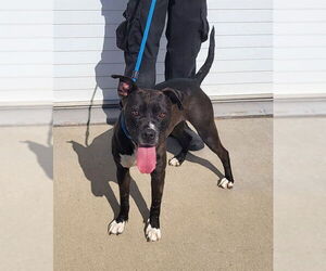 Boxer-Unknown Mix Dogs for adoption in Louisville, KY, USA