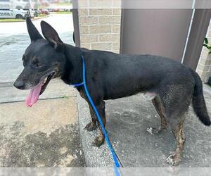 Australian Shepherd-Unknown Mix Dogs for adoption in Houston, TX, USA