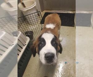 Saint Bernard Dogs for adoption in Detroit Lakes, MN, USA