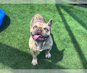 French Bulldog Dogs for adoption in Orange, CA, USA