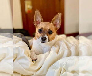 Chug Dogs for adoption in Minneapolis, MN, USA