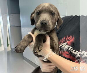 Labmaraner Dogs for adoption in Washington, DC, USA