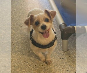 Parson Russell Terrier-Unknown Mix Dogs for adoption in Lodi, CA, USA