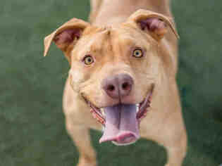 American Staffordshire Terrier Dogs for adoption in Martinez, CA, USA