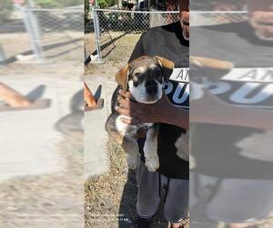 Labrador Retriever-Unknown Mix Dogs for adoption in San Antonio, TX, USA