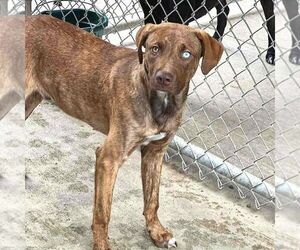 Chocolate Labrador retriever-Unknown Mix Dogs for adoption in Martinsburg, WV, USA