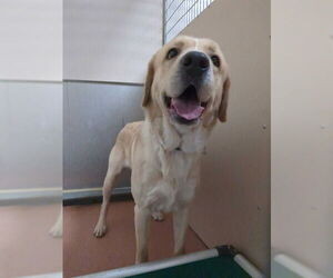 Labrenees Dogs for adoption in Ogden, UT, USA