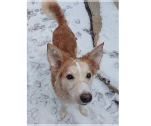 Border Collie-Unknown Mix Dogs for adoption in Toronto, Ontario, Canada