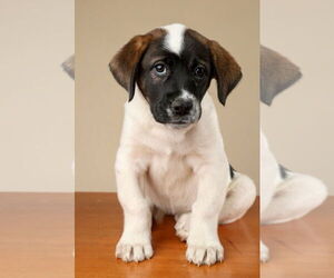 Labrador Retriever-Unknown Mix Dogs for adoption in Garner, NC, USA