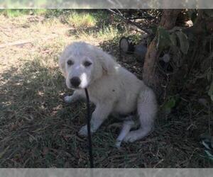 Great Pyrenees Dogs for adoption in Modesto, CA, USA