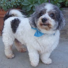 Zuchon Dogs for adoption in Seattle, WA, USA