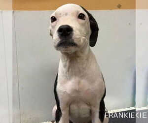 American Pit Bull Terrier-Unknown Mix Dogs for adoption in Brooklyn, NY, USA