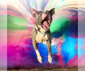 American Staffordshire Terrier Dogs for adoption in Glen Allen, VA, USA